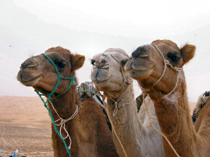 Wstentauglich - Sahara Dnen, Oasen und Sand - Foto046 - Jetzt sind sie vollgetankt