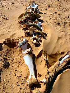 Wüstentauglich - Saharatouren mit Geländewagen oder Motorräder  Foto070 - Kopf, HWS, Vorderbein